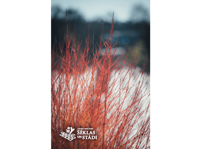 Cornus sanguinea    'Midwinter Fire'
